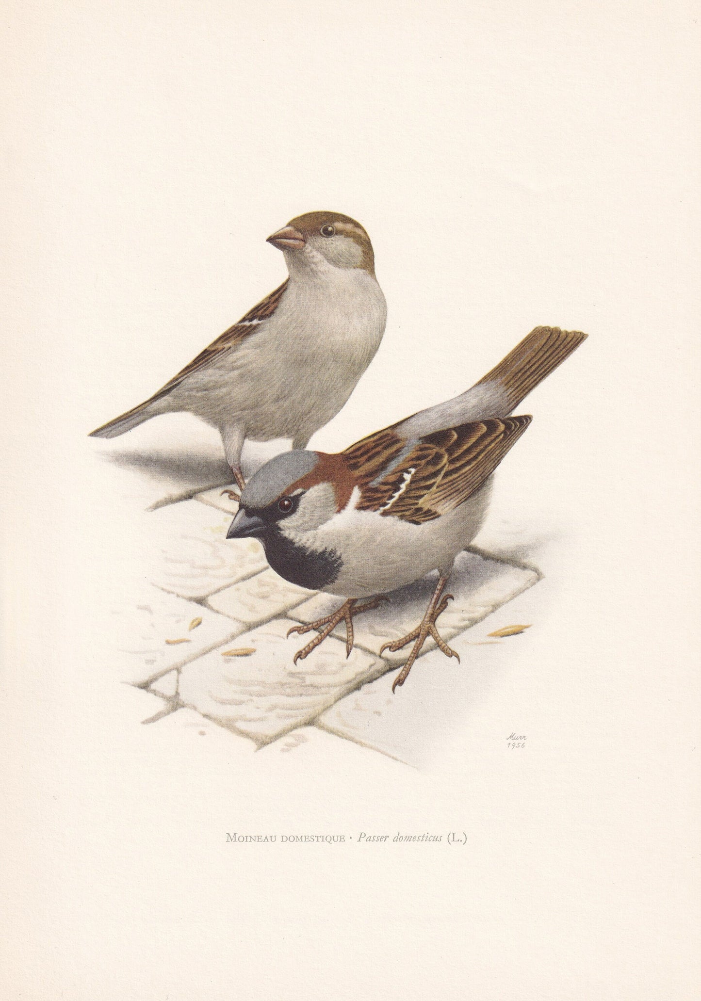 1960 HOUSE SPARROW Print - Vintage Bird Print - Bird Illustration - Bird Wall Art - Bird Decor - 7.5 x 10.6 Inches