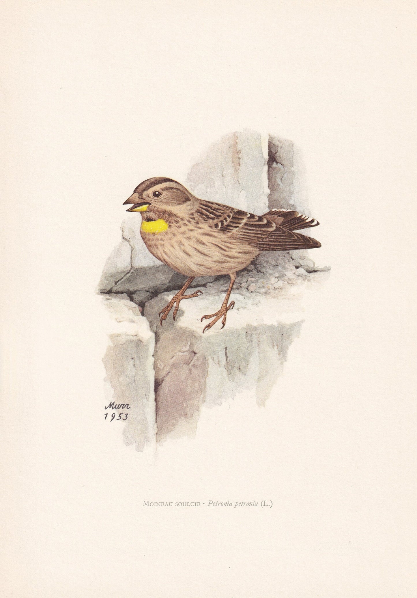 1960 ROCK SPARROW Print - Vintage Bird Print - Bird Illustration - Bird Wall Art - Bird Decor - 7.5 x 10.6 Inches