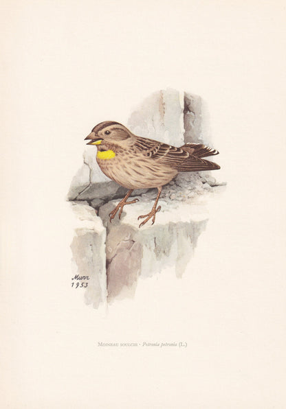1960 ROCK SPARROW Print - Vintage Bird Print - Bird Illustration - Bird Wall Art - Bird Decor - 7.5 x 10.6 Inches