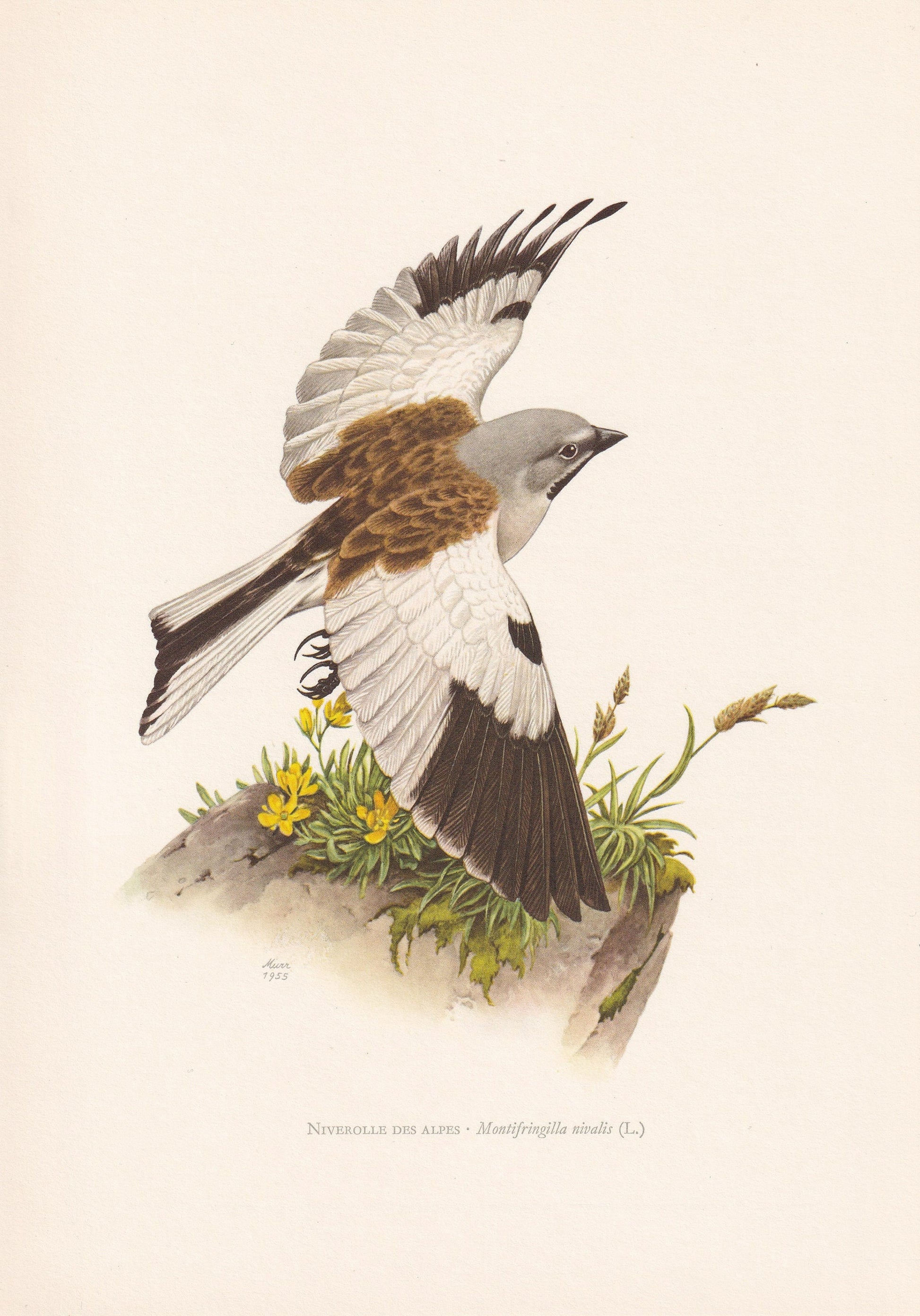 1960 WHITE-WINGED SNOWFINCH Print - Vintage Bird Print - Bird Illustration - Bird Wall Art - Bird Decor - 7.5 x 10.6 Inches