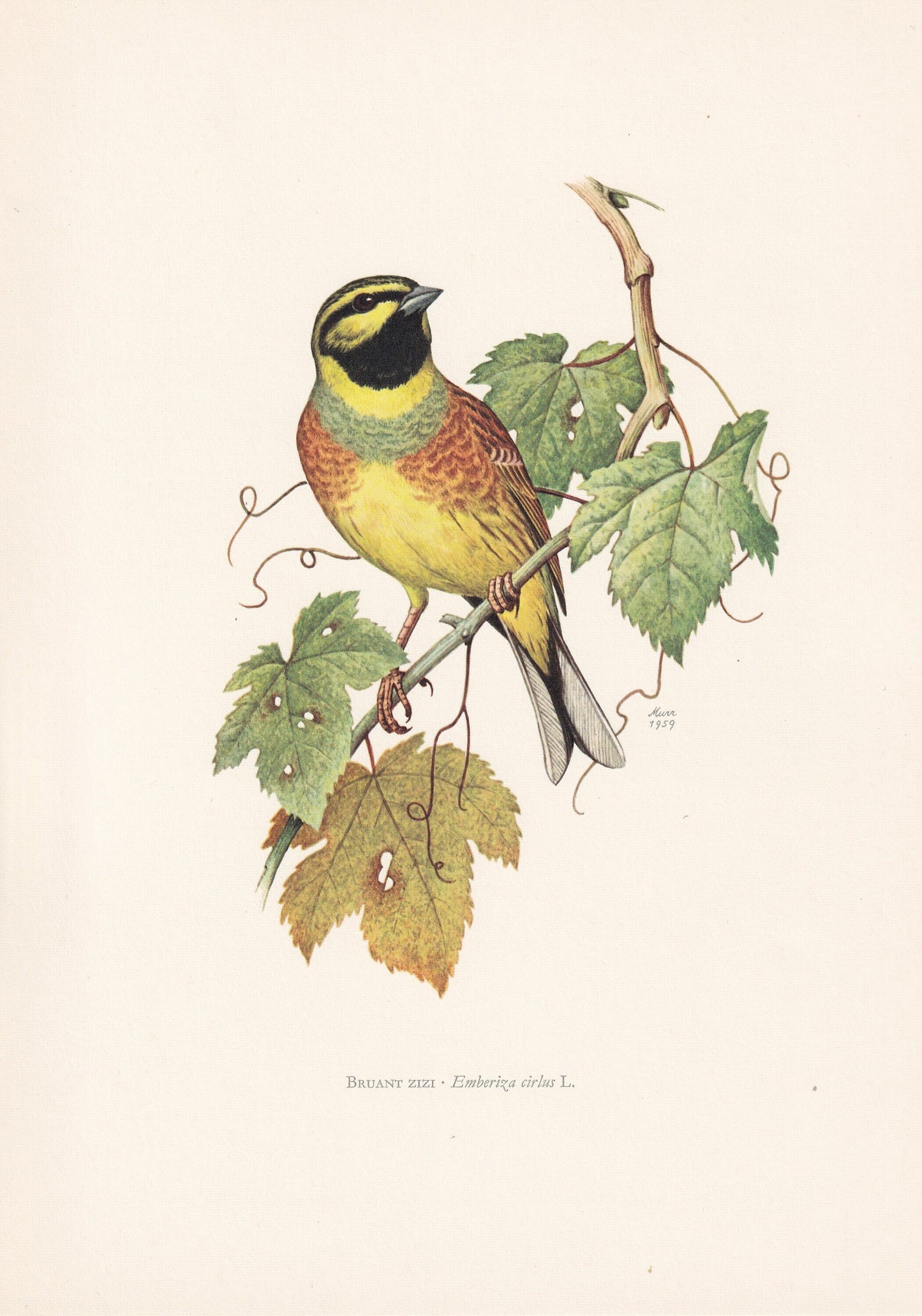 1960 CIRL BUNTING Print - Vintage Bird Print - Bird Illustration - Bird Wall Art - Bird Decor - 7.5 x 10.6 Inches