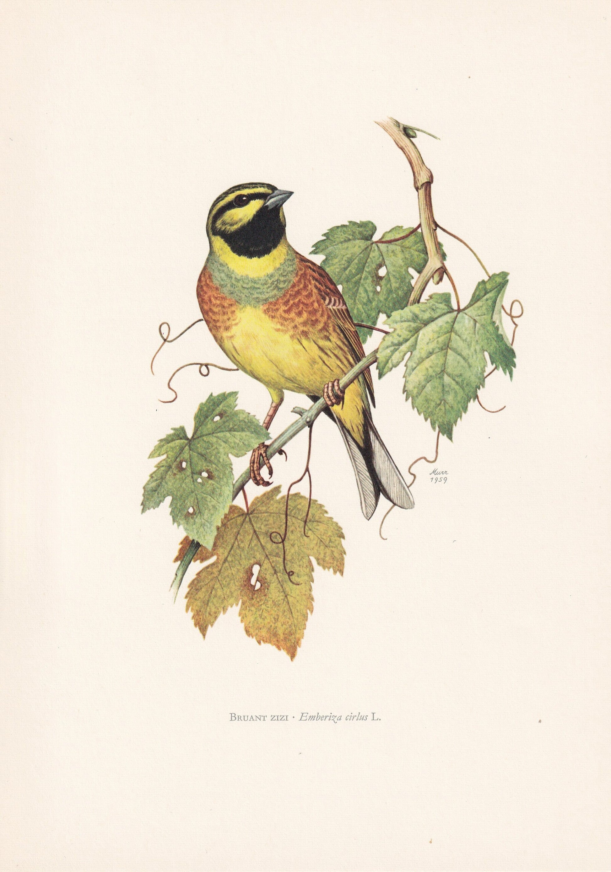 1960 CIRL BUNTING Print - Vintage Bird Print - Bird Illustration - Bird Wall Art - Bird Decor - 7.5 x 10.6 Inches