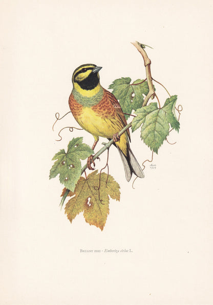 1960 CIRL BUNTING Print - Vintage Bird Print - Bird Illustration - Bird Wall Art - Bird Decor - 7.5 x 10.6 Inches