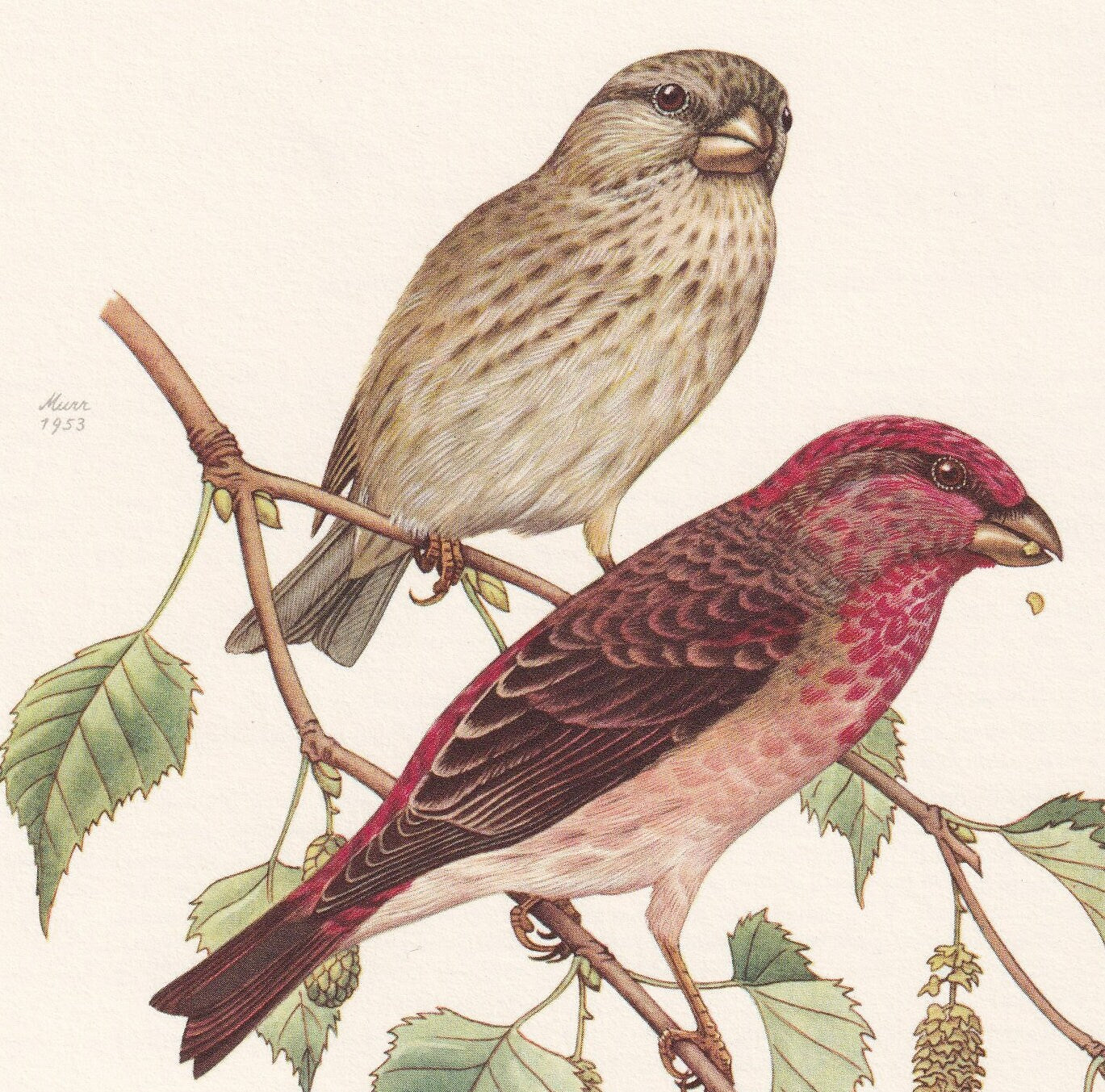 1960 COMMON ROSEFINCH Bird Print - Vintage Bird Print - Bird Illustration - Bird Wall Art - Bird Decor - 7.5 x 10.6 Inches
