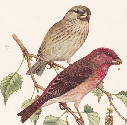 1960 COMMON ROSEFINCH Bird Print - Vintage Bird Print - Bird Illustration - Bird Wall Art - Bird Decor - 7.5 x 10.6 Inches