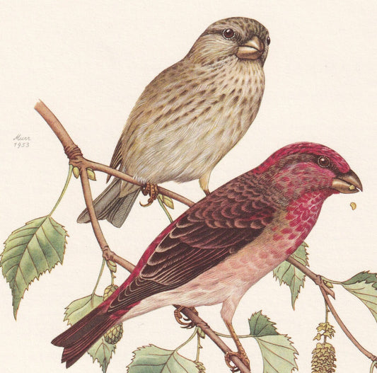 1960 COMMON ROSEFINCH Bird Print - Vintage Bird Print - Bird Illustration - Bird Wall Art - Bird Decor - 7.5 x 10.6 Inches