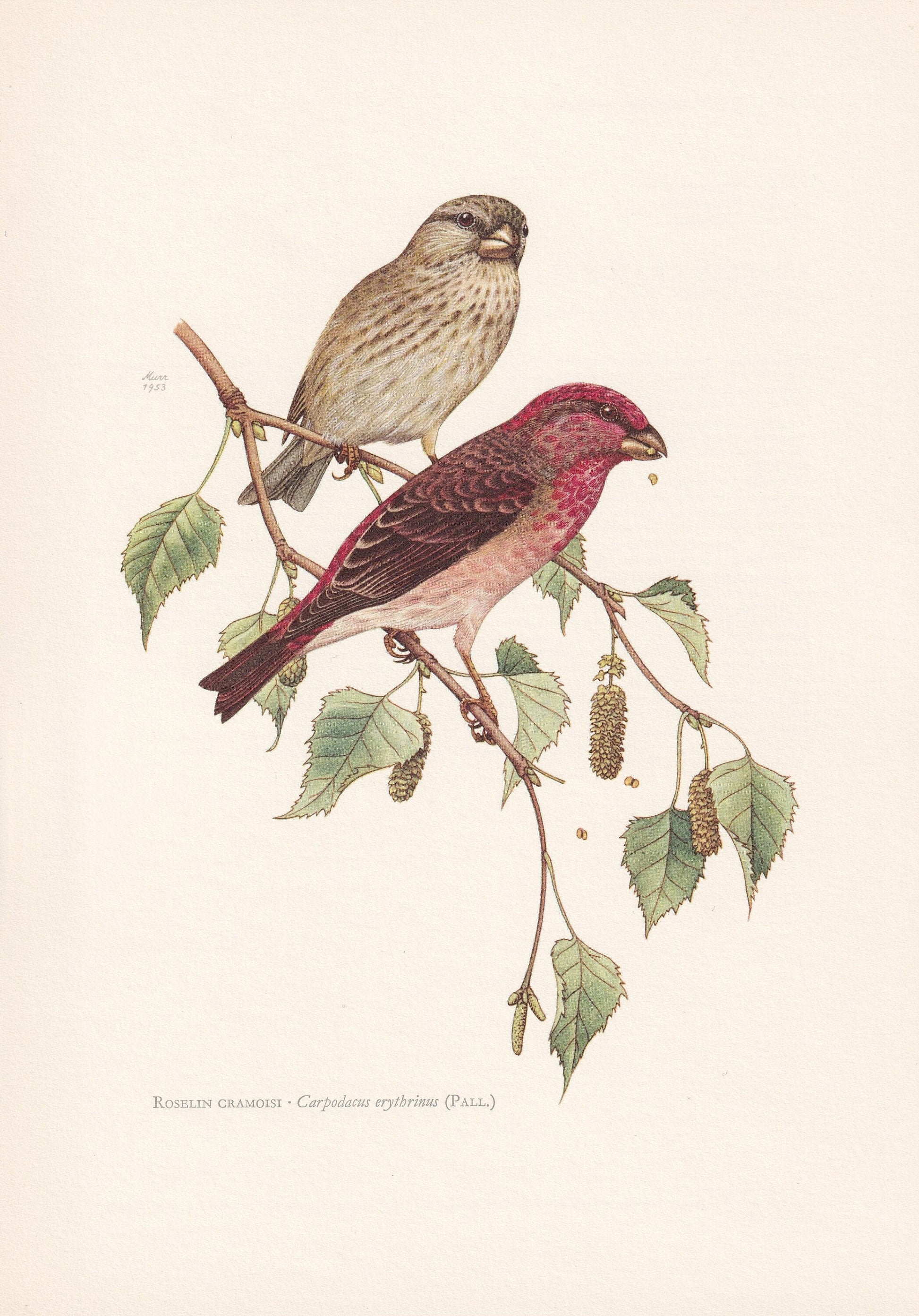 1960 COMMON ROSEFINCH Bird Print - Vintage Bird Print - Bird Illustration - Bird Wall Art - Bird Decor - 7.5 x 10.6 Inches