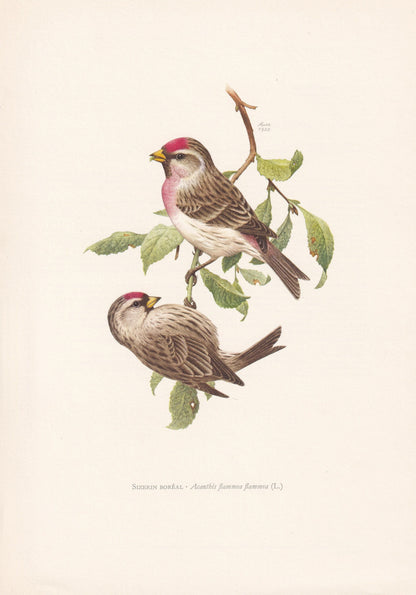 1960 COMMON REDPOLL Bird Print - Vintage Bird Print - Bird Illustration - Bird Wall Art - Bird Decor - 7.5 x 10.6 Inches
