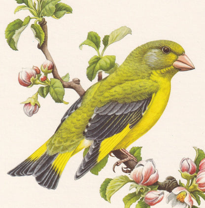 1960 GREENFINCH Bird Print - Vintage Bird Print - Bird Illustration - Bird Wall Art - Bird Decor - 7.5 x 10.6 Inches