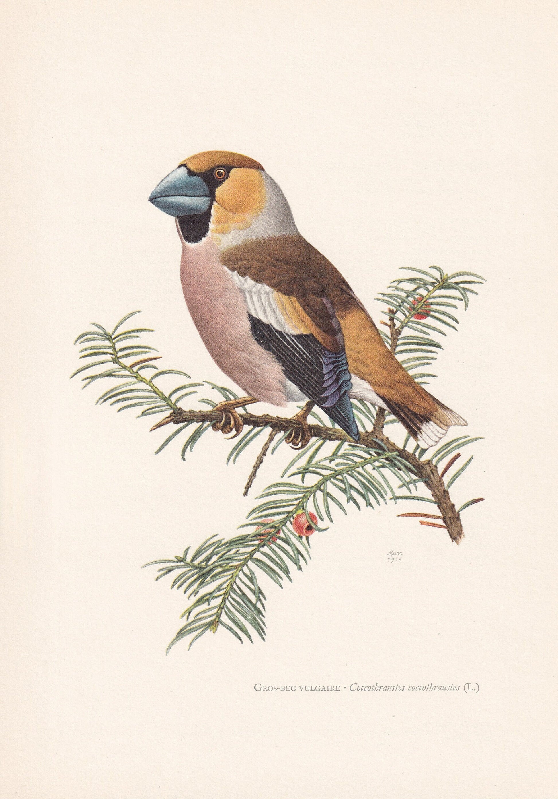 1960 HAWFINCH Bird Print - Vintage Bird Print - Bird Illustration - Bird Wall Art - Bird Decor - 7.5 x 10.6 Inches