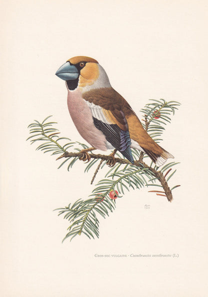 1960 HAWFINCH Bird Print - Vintage Bird Print - Bird Illustration - Bird Wall Art - Bird Decor - 7.5 x 10.6 Inches