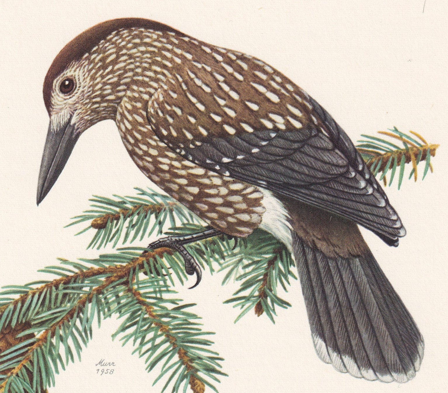 1960 SPOTTED NUTCRACKER Bird Print - Vintage Bird Print - Bird Illustration - Bird Wall Art - Bird Decor - 7.5 x 10.6 Inches