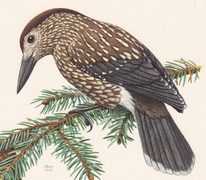 1960 SPOTTED NUTCRACKER Bird Print - Vintage Bird Print - Bird Illustration - Bird Wall Art - Bird Decor - 7.5 x 10.6 Inches