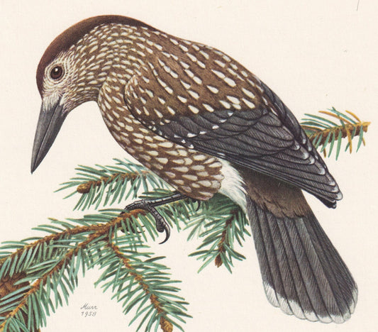 1960 SPOTTED NUTCRACKER Bird Print - Vintage Bird Print - Bird Illustration - Bird Wall Art - Bird Decor - 7.5 x 10.6 Inches