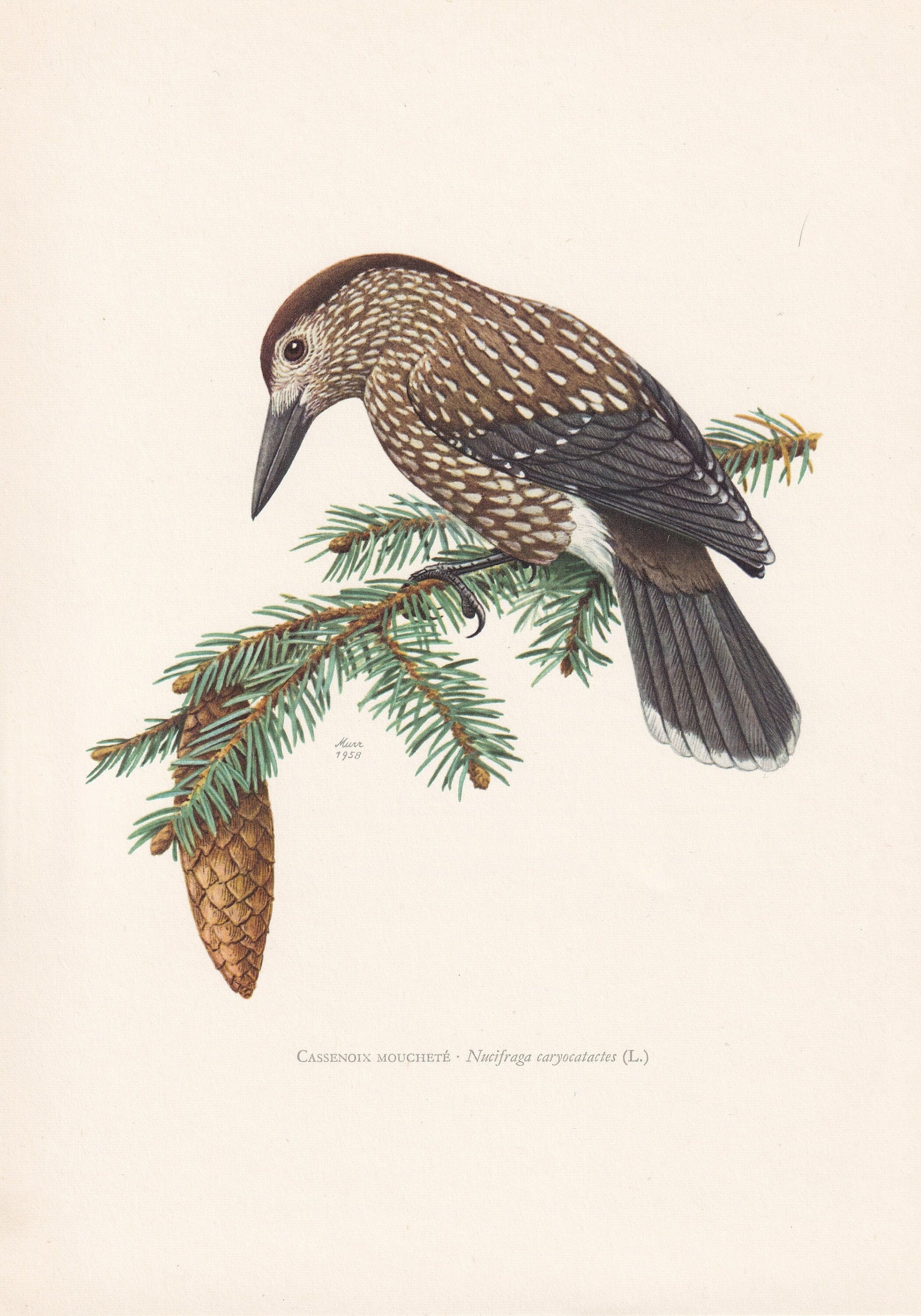 1960 SPOTTED NUTCRACKER Bird Print - Vintage Bird Print - Bird Illustration - Bird Wall Art - Bird Decor - 7.5 x 10.6 Inches