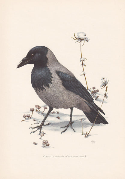 1960 HOODED CROW Bird Print - Vintage Bird Print - Bird Illustration - Bird Wall Art - Bird Decor - 7.5 x 10.6 Inches