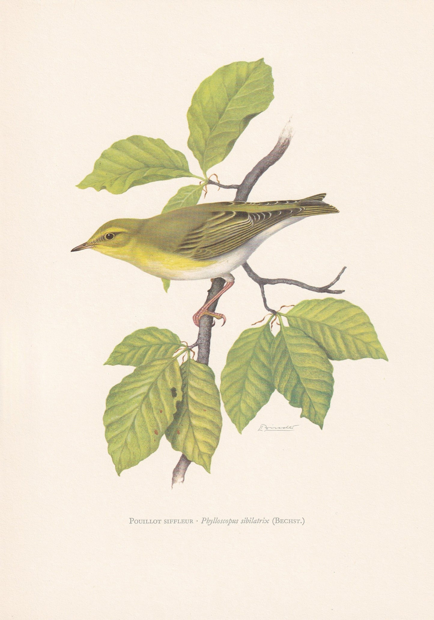 1960 WOOD WARBLER Bird Print - Vintage Bird Print - Bird Illustration - Bird Wall Art - Bird Decor - 7.5 x 10.6 Inches