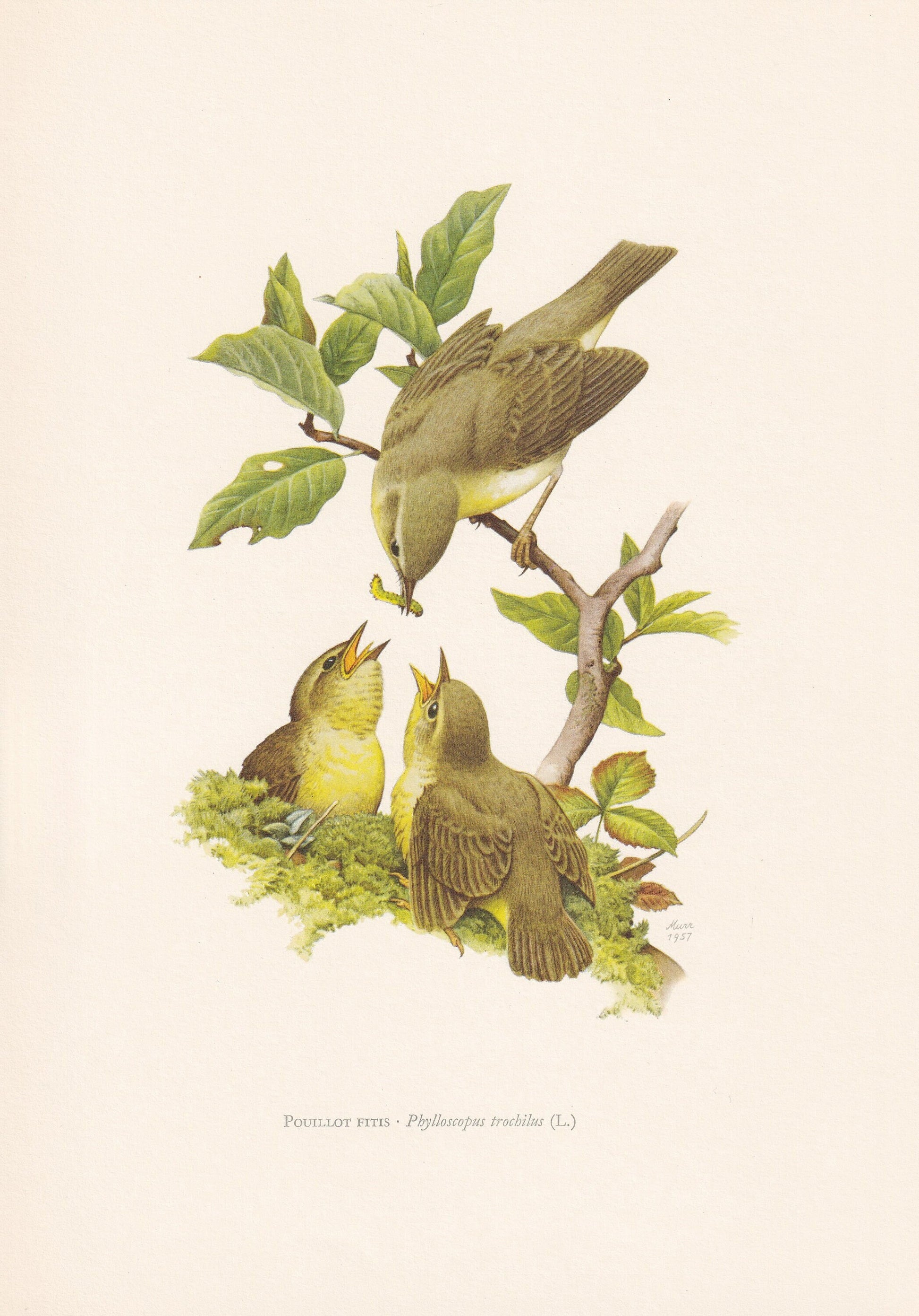 1960 WILLOW WARBLER Bird Print - Vintage Bird Print - Bird Illustration - Bird Wall Art - Bird Decor - 7.5 x 10.6 Inches