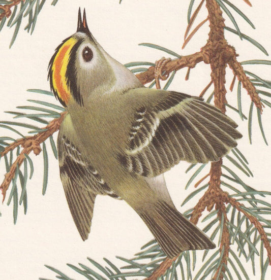 1960 GOLDCREST Bird Print - Vintage Bird Print - Bird Illustration - Bird Wall Art - Bird Decor - 7.5 x 10.6 Inches