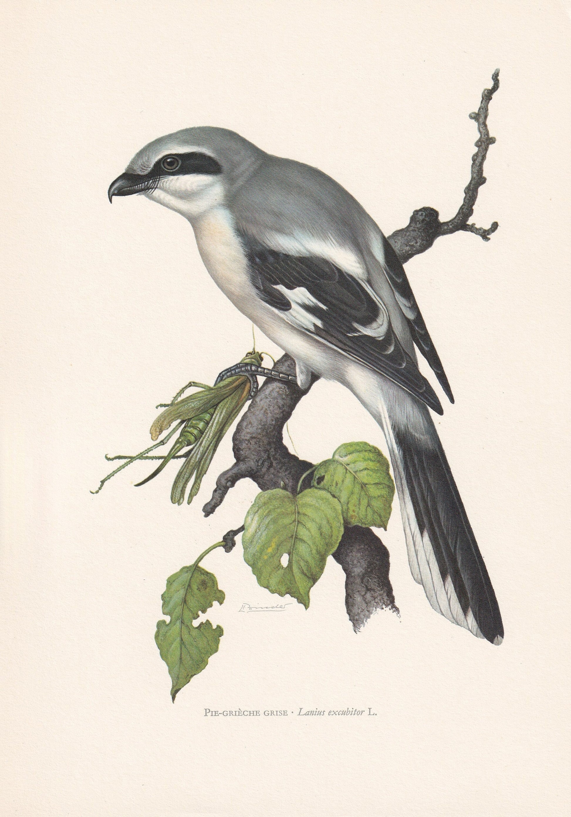 1960 GREAT GREY SHRIKE Bird Print - Vintage Bird Print - Bird Illustration - Bird Wall Art - Bird Decor - 7.5 x 10.6 Inches