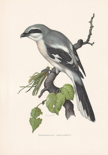 1960 GREAT GREY SHRIKE Bird Print - Vintage Bird Print - Bird Illustration - Bird Wall Art - Bird Decor - 7.5 x 10.6 Inches