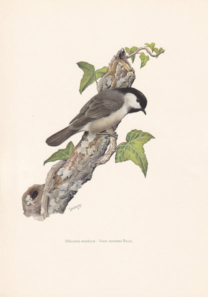 1960 WILLOW TIT Bird Print - Vintage Bird Print - Bird Illustration - Bird Wall Art - Bird Decor - 7.5 x 10.6 Inches