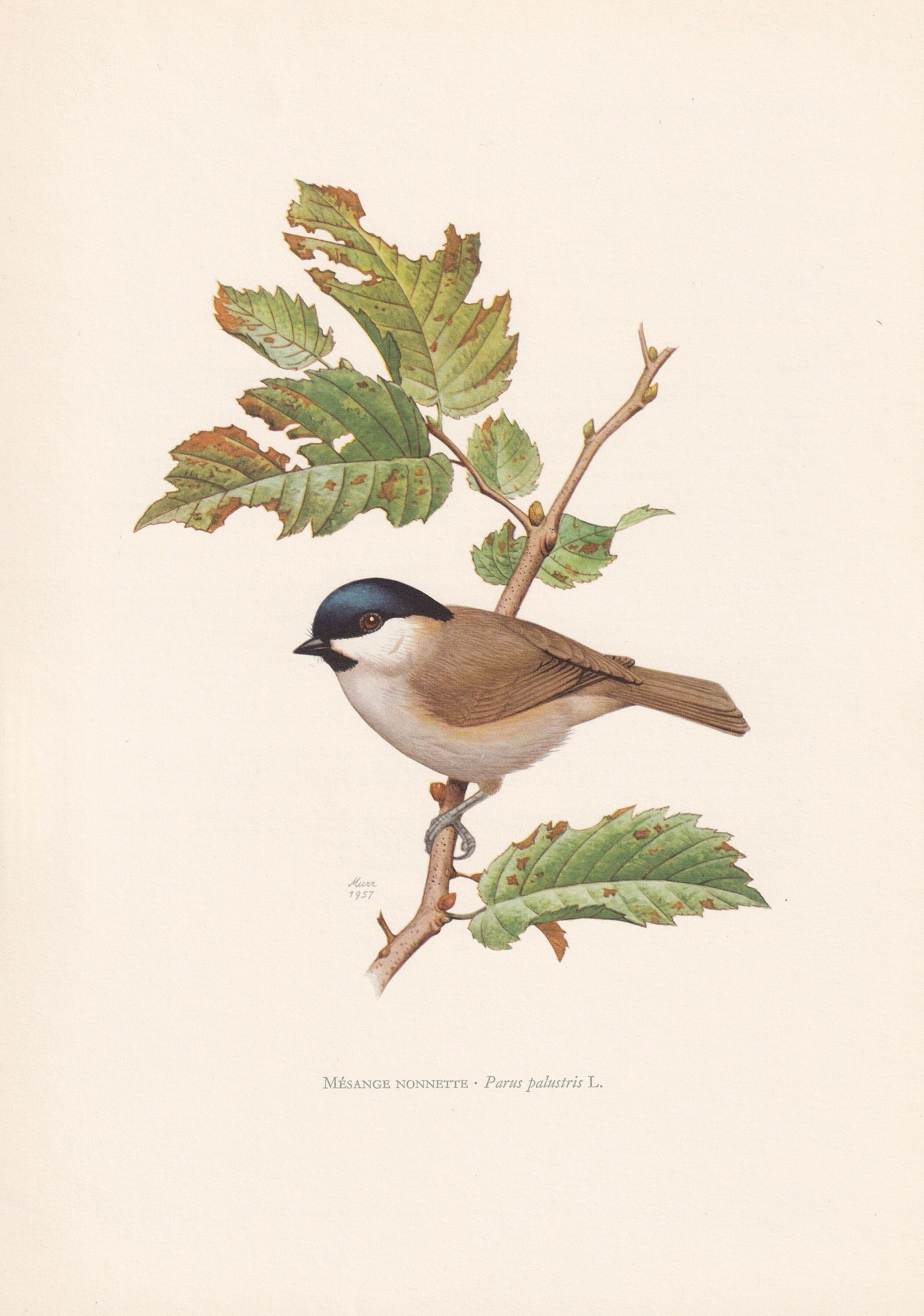 1960 MARSH TIT Bird Print - Vintage Bird Print - Bird Illustration - Bird Wall Art - Bird Decor - 7.5 x 10.6 Inches