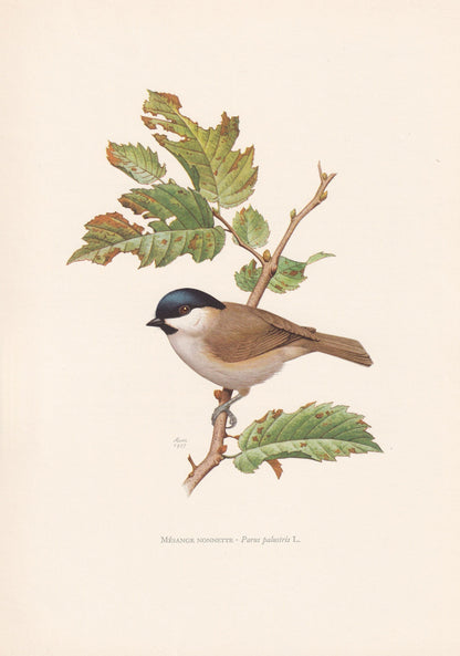 1960 MARSH TIT Bird Print - Vintage Bird Print - Bird Illustration - Bird Wall Art - Bird Decor - 7.5 x 10.6 Inches