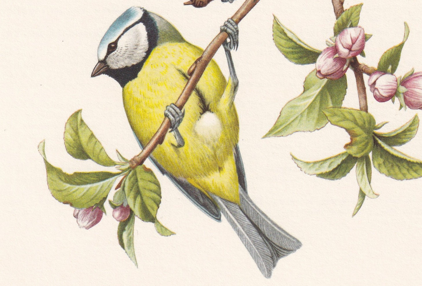 1960 BLUE TIT Bird Print - Vintage Bird Print - Bird Illustration - Bird Wall Art - Bird Decor - 7.5 x 10.6 Inches