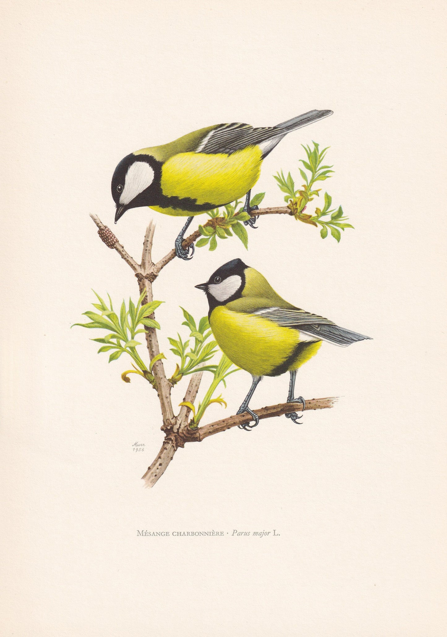 1960 GREAT TIT Bird Print - Vintage Bird Print - Bird Illustration - Bird Wall Art - Bird Decor - 7.5 x 10.6 Inches