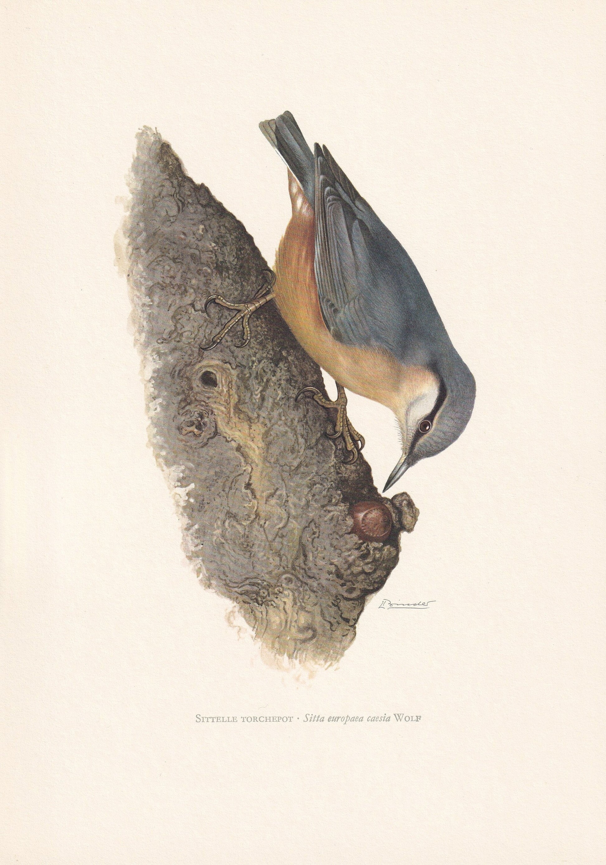 1960 NUTHATCH Bird Print - Vintage Bird Print - Bird Illustration - Bird Wall Art - Bird Decor - 7.5 x 10.6 Inches