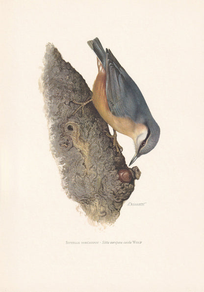 1960 NUTHATCH Bird Print - Vintage Bird Print - Bird Illustration - Bird Wall Art - Bird Decor - 7.5 x 10.6 Inches