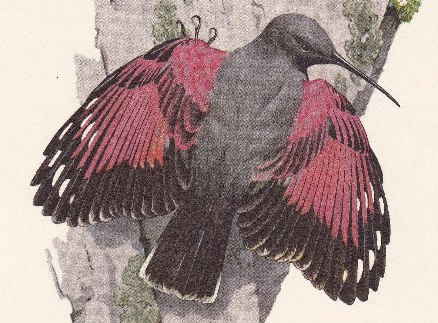 1960 WALLCREEPER Bird Print - Vintage Bird Print - Bird Illustration - Bird Wall Art - Bird Decor - 7.5 x 10.6 Inches