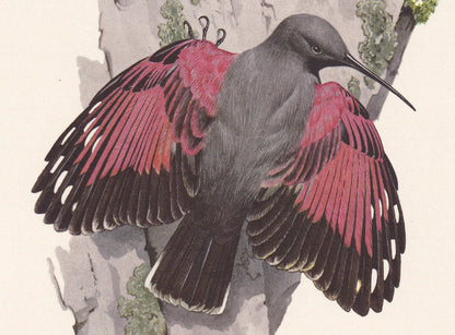 1960 WALLCREEPER Bird Print - Vintage Bird Print - Bird Illustration - Bird Wall Art - Bird Decor - 7.5 x 10.6 Inches