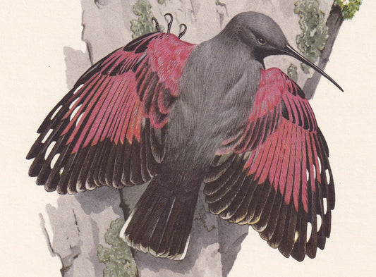 1960 WALLCREEPER Bird Print - Vintage Bird Print - Bird Illustration - Bird Wall Art - Bird Decor - 7.5 x 10.6 Inches