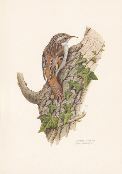1960 TREECREEPER Bird Print - Vintage Bird Print - Bird Illustration - Bird Wall Art - Bird Decor - 7.5 x 10.6 Inches