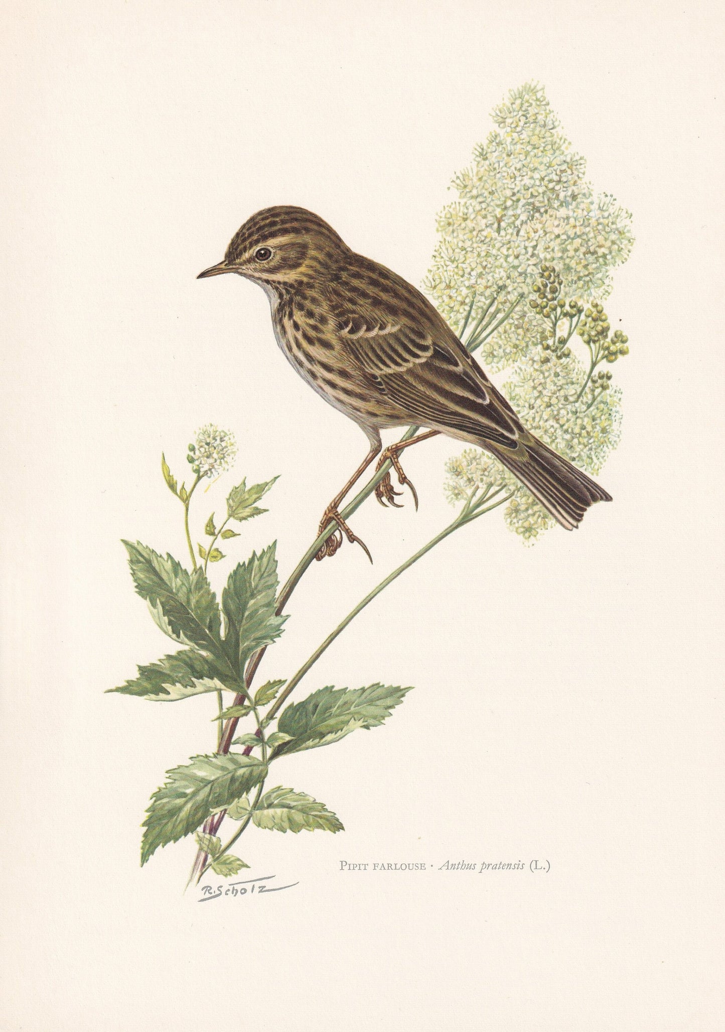 1960 MEADOW PIPIT Bird Print - Vintage Bird Print - Bird Illustration - Bird Wall Art - Bird Decor - 7.5 x 10.6 Inches