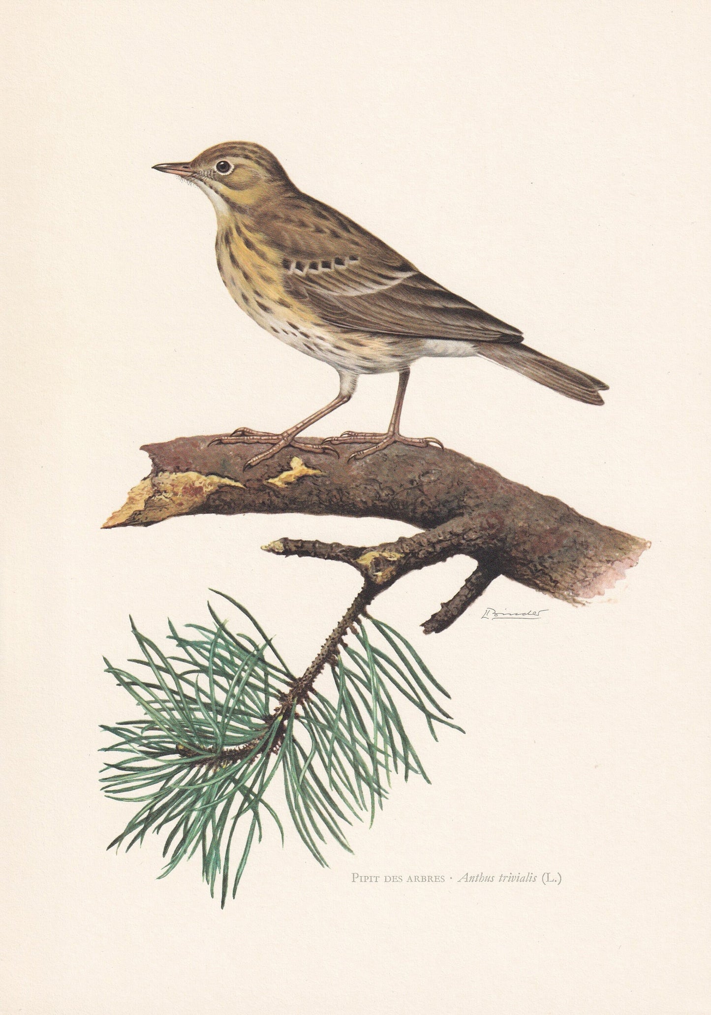 1960 TREE PIPIT Bird Print - Vintage Bird Print - Bird Illustration - Bird Wall Art - Bird Decor - 7.5 x 10.6 Inches