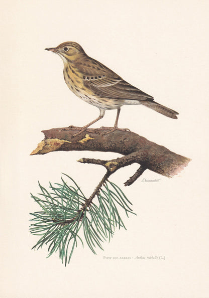 1960 TREE PIPIT Bird Print - Vintage Bird Print - Bird Illustration - Bird Wall Art - Bird Decor - 7.5 x 10.6 Inches