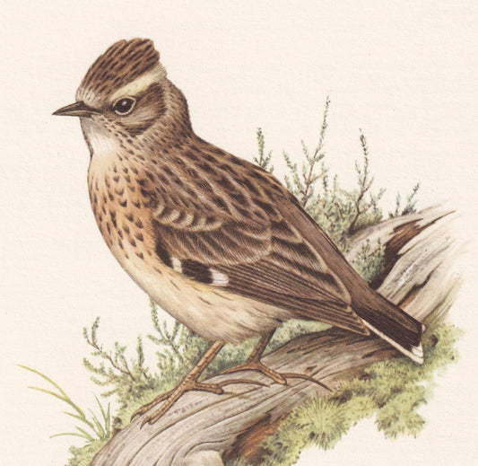 1960 WOODLARK Bird Print - Vintage Bird Print - Bird Illustration - Bird Wall Art - Bird Decor - 7.5 x 10.6 Inches