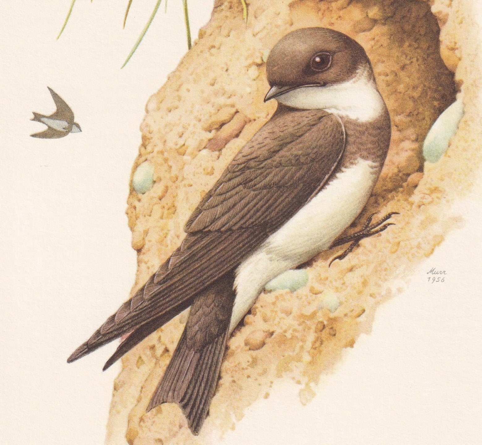 1960 SAND MARTIN Bird Print - Vintage Bird Print - Bird Illustration - Bird Wall Art - Bird Decor - 7.5 x 10.6 Inches