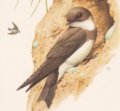 1960 SAND MARTIN Bird Print - Vintage Bird Print - Bird Illustration - Bird Wall Art - Bird Decor - 7.5 x 10.6 Inches