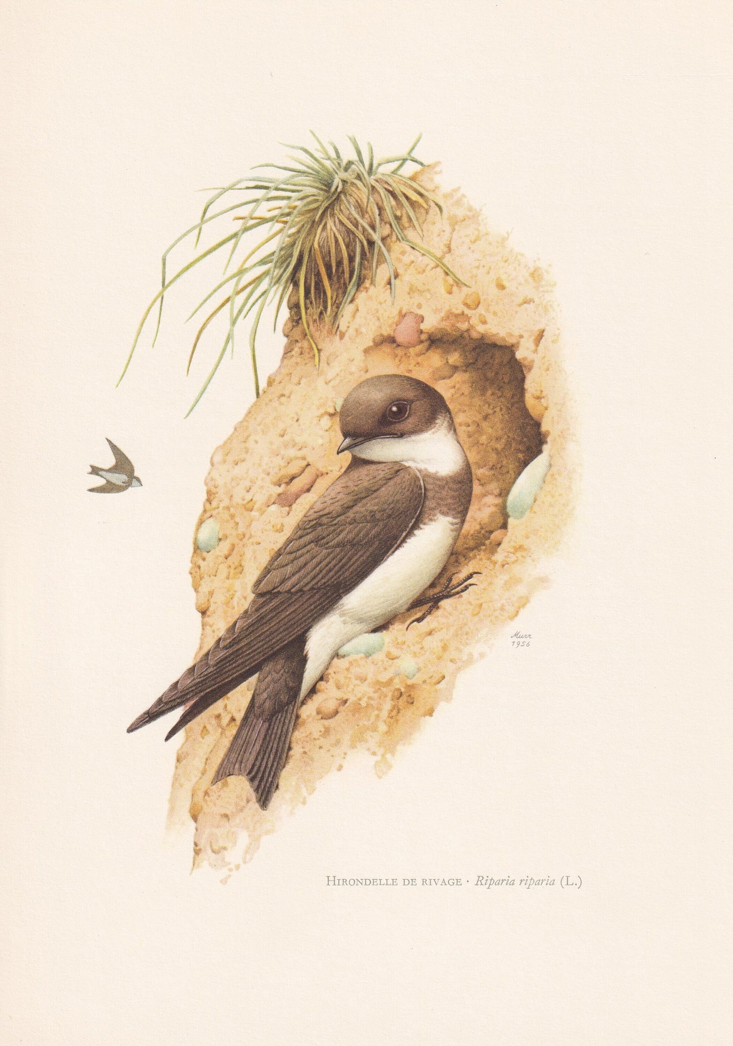 1960 SAND MARTIN Bird Print - Vintage Bird Print - Bird Illustration - Bird Wall Art - Bird Decor - 7.5 x 10.6 Inches