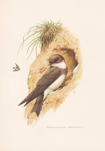 1960 SAND MARTIN Bird Print - Vintage Bird Print - Bird Illustration - Bird Wall Art - Bird Decor - 7.5 x 10.6 Inches