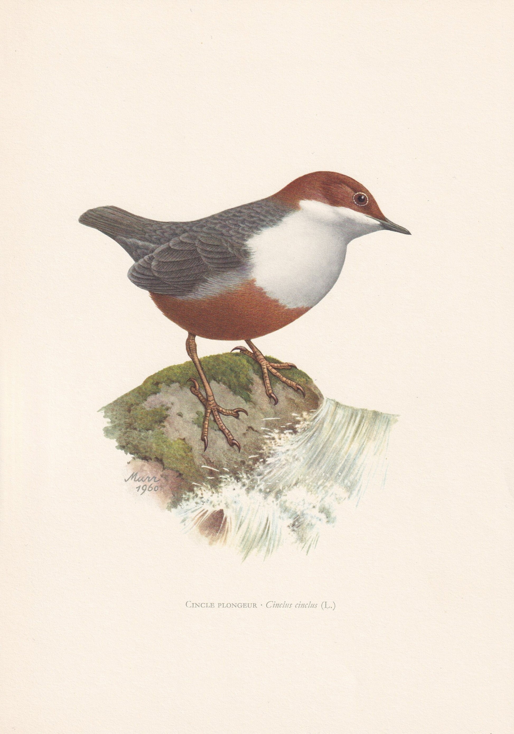 1960 WHITE-THROATED DIPPER Bird Print - Vintage Bird Print - Bird Illustration - Bird Wall Art - Bird Decor - 7.5 x 10.6 Inch