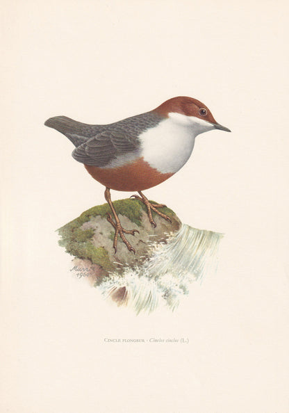 1960 WHITE-THROATED DIPPER Bird Print - Vintage Bird Print - Bird Illustration - Bird Wall Art - Bird Decor - 7.5 x 10.6 Inch