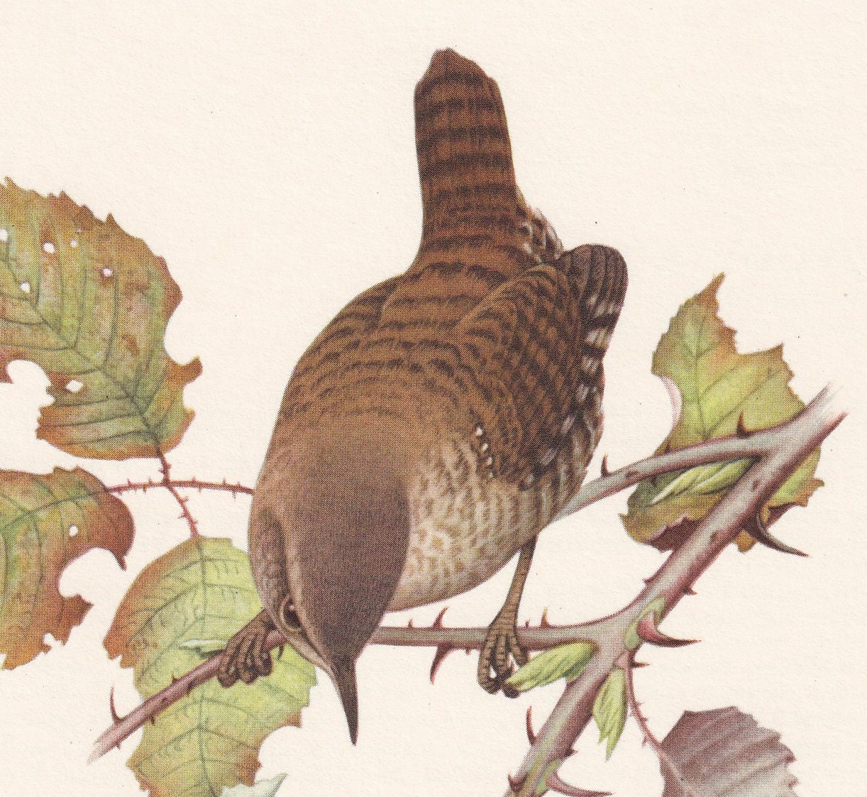 1960 WREN Bird Print - Vintage Bird Print - Bird Illustration - Bird Wall Art - Bird Decor - 7.5 x 10.6 Inches
