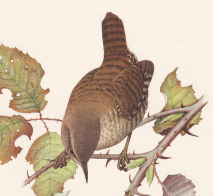 1960 WREN Bird Print - Vintage Bird Print - Bird Illustration - Bird Wall Art - Bird Decor - 7.5 x 10.6 Inches