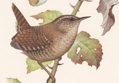 1960 WREN Bird Print - Vintage Bird Print - Bird Illustration - Bird Wall Art - Bird Decor - 7.5 x 10.6 Inches