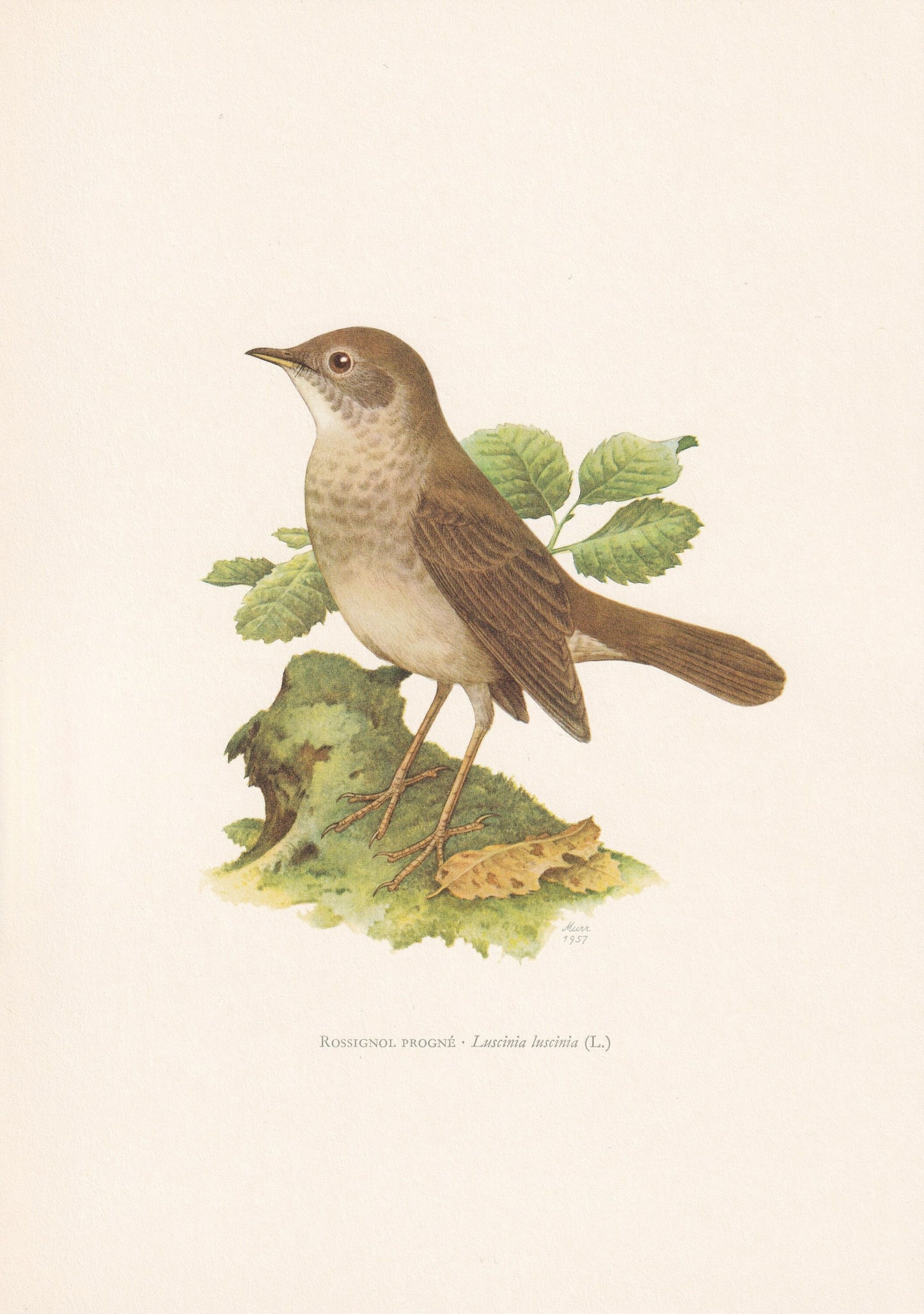 1960 THRUSH NIGHTINGALE Bird Print - Vintage Bird Print - Bird Illustration - Bird Wall Art - Bird Decor - 7.5 x 10.6 Inches